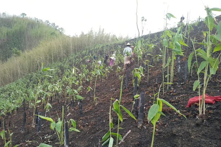 A Shifting Cultivation with bamboo sprouts