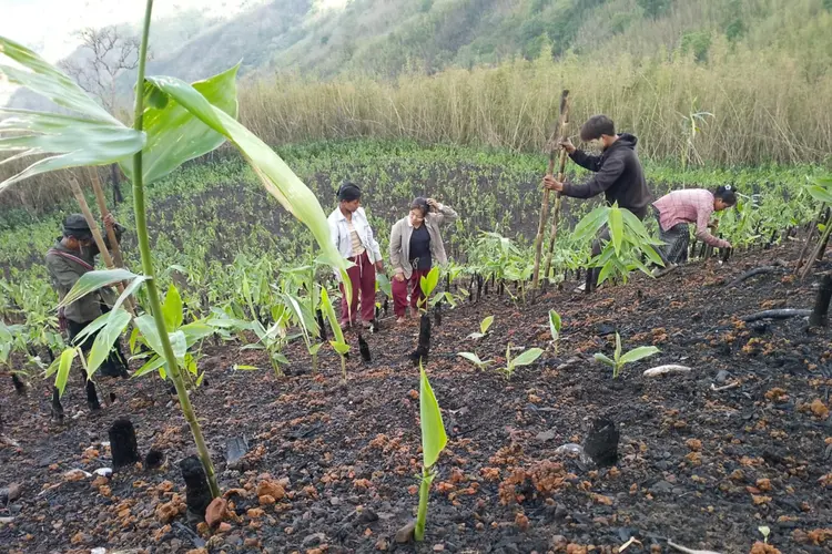 A Letu Chin's family are putting the Paddy Seed into the Ground