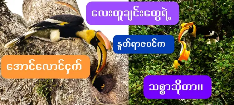 great hornbill birds